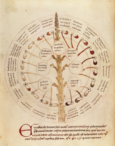 Ms Lat 11229 fol.19r Tabell för urinanalys, från Petit Traite dhygiene et Medecine av French School