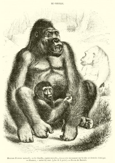 Naturhistoriska museet, Gorillan (gravyr) av French School