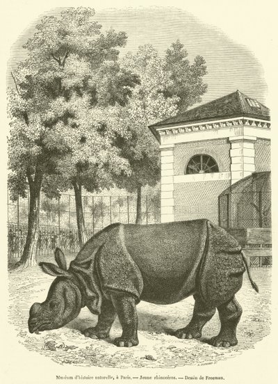 Museum of Natural History, i Paris, Ung noshörning (gravyr) av French School