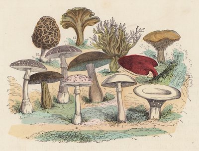 Svampar (färgad gravyr) av French School
