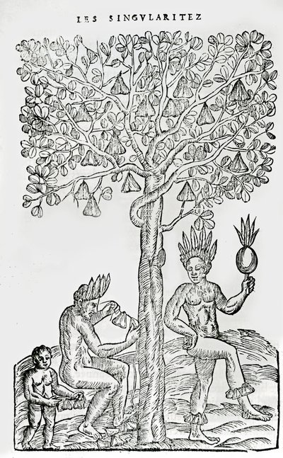 Nana fuit, medicinalväxt, illustration från Singularities of France Antarctique, av Andre de Thevet, 1558 av French School