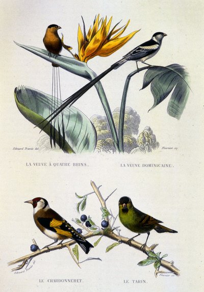 Natural History Plate: Fåglar: La Veuve a four strands, La Veuve dominique, Le chardonneret, Le Tarin - verk av Buffon, volym V, o.d. 1800-talet. av French School