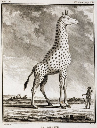 Natural History Plate: La Giraffe - i "" Natural History, General and Special"" av Buffon av French School