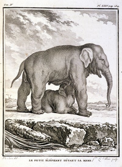 Natural History Plate: The Little Elephant Taunting Her Mother - i "" Natural History, General and Special"" av Buffon av French School