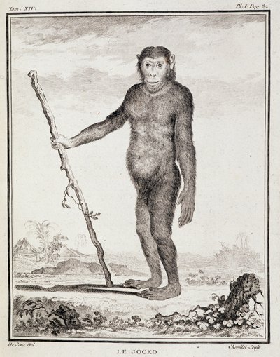 Naturhistorisk tallrik: Jocko - i "Naturhistoria, allmän och speciell" av Buffon av French School
