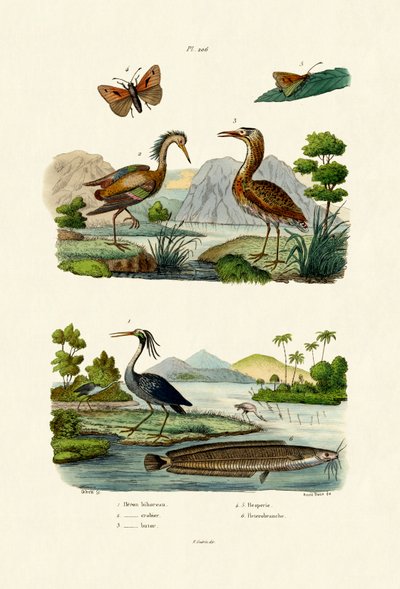 Natthäger, 1833-39 av French School