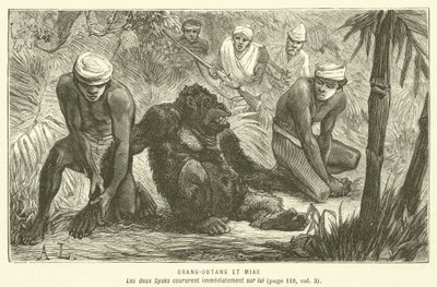 Orang-Outang Et Mias (gravyr) av French School