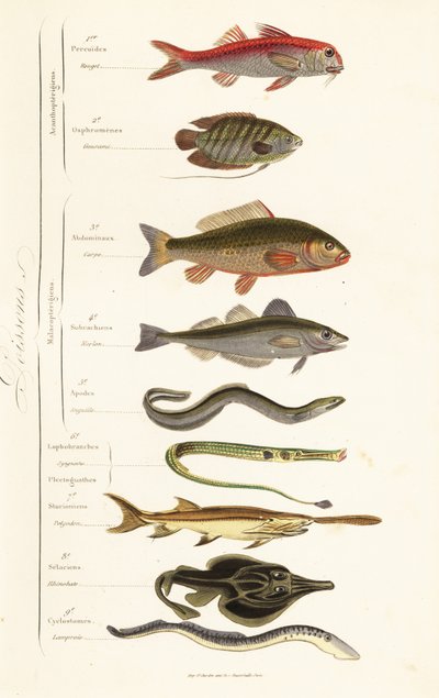 Beställningar av fisk av French School