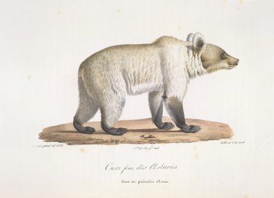 Asturisk fembjörn. Kvinnlig spansk brunbjörn, från Natural History of Mammals (färg litho) av French School