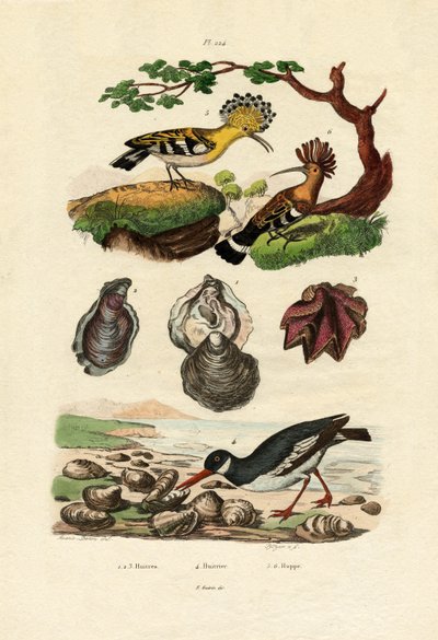 Ostron, 1833-39 av French School