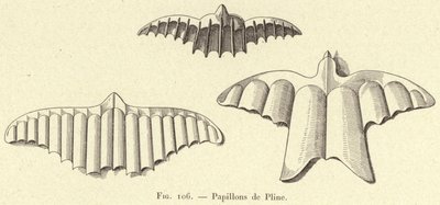 Fjärilar av Plinius (gravyr) av French School