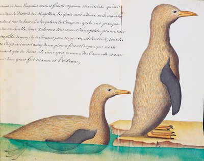 Pingviner, Magellansundet, akvarell från loggbok av Jacques Gouin de Beauchesne (1652-1730), kapten på Compagnie royale de la Mer du Sud, från 1698 till 1701, Frankrike av French School