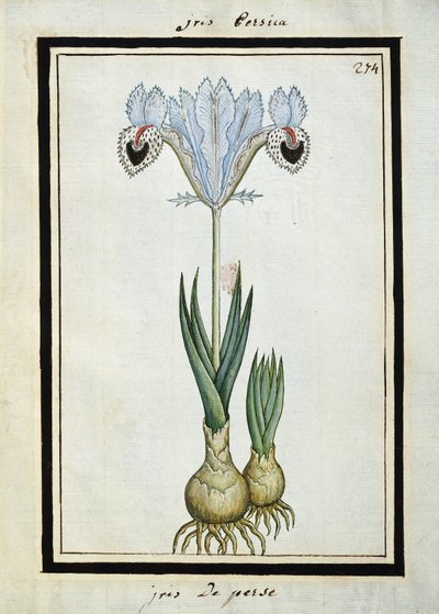 Persisk iris, ca 1700 av French School