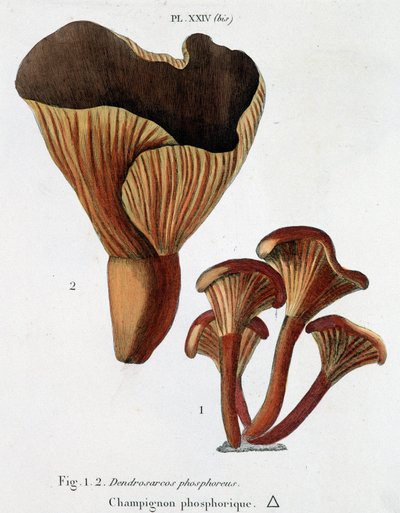 Fosforsvamp i Jean Jacques Paulet "" Treatise on mushrooms "", sent 1700-tal av French School