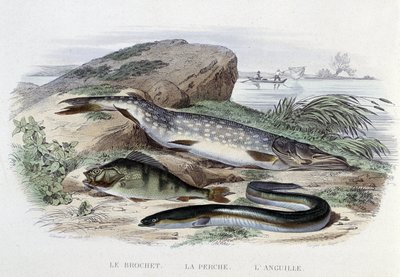 Fiskarna: Gäddan, abborren, ålen - i "Naturhistoria" av Lacépède, red. Ugn, Paris av French School