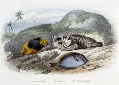 Fiskarna: Trikoloren, den hemska och kirurgen - i "Histoire Naturelle" av Lacépède, red. Veurne, Paris av French School