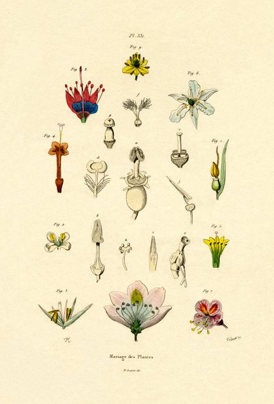 Växtförädling, 1833-39 av French School