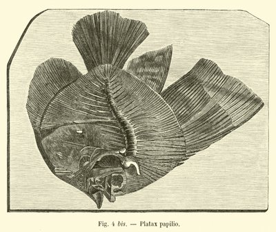 Platax fjäril av French School