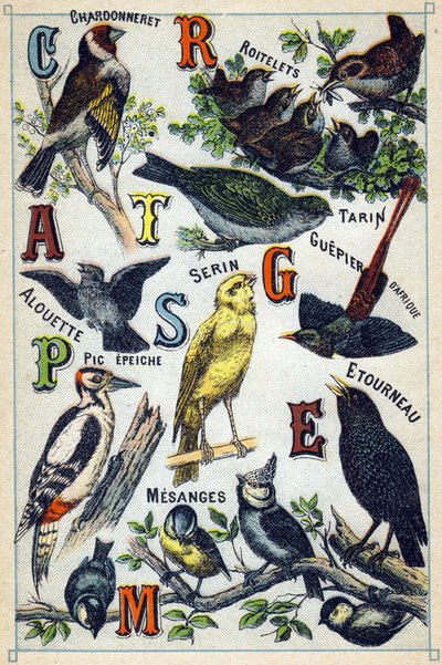 Tallrik 1: Guldfink, Gärdsmyg, Siskin, Lärka, Kanarie, Afrikansk biätare, hackspett, Stare, Chickadees. Gravyr i "Syllabary alfabetet av fåglar"". Serie A. Pellerin et Cie, tryckare-förlag, Epinal, sent 1800-tal. Kromolitografier. Liten 8- av French School