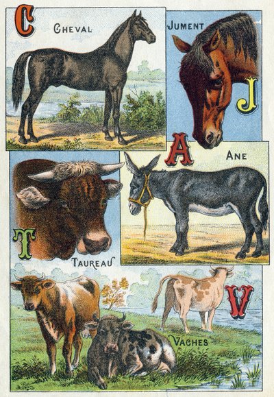 Plåt 1: Häst, sto, Oxe, Åsna, Kor. Gravyr i "Syllabary alfabet av husdjur och gård". Serie A. Pellerin et Cie, tryckare-förlag, Epinal, sent 1800-tal. Kromolitografier . Mått: 19,5 x 13,5 cm av French School
