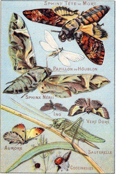 Tallrik 1: Skull Sphinx, Humle Butterfly, Sphinx Neri, Ino, Gold Green, Aurora, Grasshopper, Ladybirds. Gravyr i "Syllabary alfabetet av fjärilar och insekter"". Serie A. Pellerin et Cie, tryckare-förlag, Epinal, sent 1800-tal. Kromolitografier. av French School