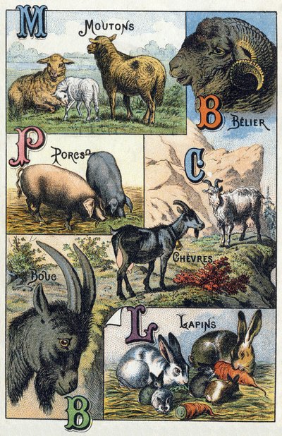 Tallrik 2: Får, Belier, Grisar, Getter, Kaniner. Gravyr i "Syllabary alfabet av husdjur och gård". Serie A. Pellerin et Cie, tryckare-förlag, Epinal, sent 1800-tal. Kromolitografier . Mått: 19,5 x 13,5 cm av French School