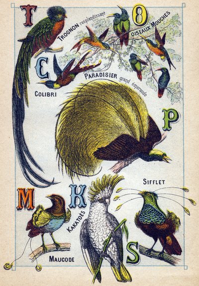 Tavla 3: Glänsande kärna, flugfåglar, kolibri, Emerald Paradise, Kakatoes, Whistle, Maucode. Gravyr i "Syllabary alfabetet av fåglar"". Serie A. Pellerin et Cie, tryckare-förlag, Epinal, sent 1800-tal. Kromolitografier. Liten 8-sidig reklam av French School