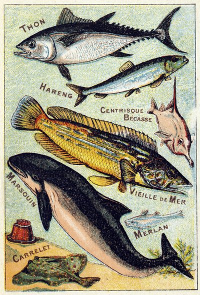 Tallrik 3: Tonfisk, Sill, Centric näbb, Gamla havet, Tumlare, Vitling, Kakel. Gravyr i "Syllabary alfabet av havs- och sötvattensfiskar". Serie A. Pellerin et Cie, tryckare-förlag, Epinal, sent 1800-tal. Kromolitografier. Litet 8-sidigt reklamalbum av French School