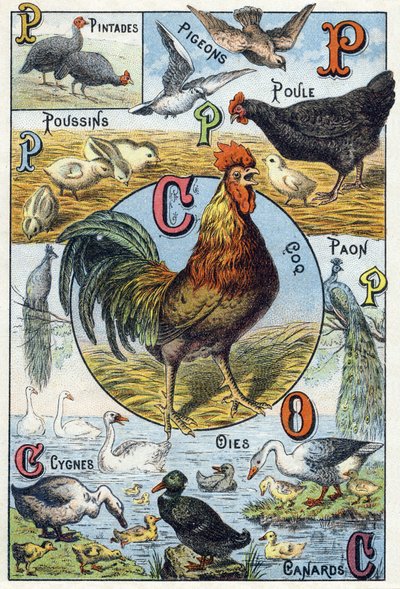 Tallrik 3: pärlhöns, duvor, kycklingar, höna, tupp, påfågel, svanar, gäss, ankor. Gravyr i "Syllabary alfabet av husdjur och gård". Serie A. Pellerin et Cie, tryckare-förlag, Epinal, sent 1800-tal. Kromolitografier . Dim: 19,5 av French School