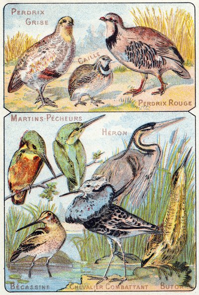 Tallrik 3 topp: Grå rapphöna, Vaktel, Röd rapphöna. Nederst: Kingfishers, Heron, Becassine, Fighting Knight, Butor. Gravyr i "Syllabary alfabet av fåglar och reptiler"". Serie A. Pellerin et Cie, tryckare-förlag, Epinal, sent 1800-tal. Chromolit av French School