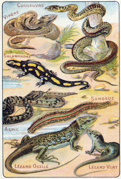 Platta 4: Orm, Huggorm, Salamander, Aspic, Leech, Lezard ocelle, Green Lezard. Gravyr i "Syllabary alfabet av fåglar och reptiler"". Serie A. Pellerin et Cie, tryckare-förlag, Epinal, sent 1800-tal. Kromolitografier. Liten 8-sidig reklam al av French School