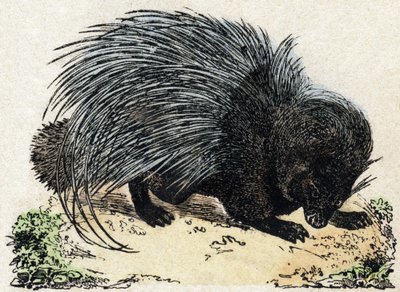 Porc-epic (Pig-epic). Gravyr i "" Alphabet des animaux sauvages"". 9:e serien. Bildspråk av Epinal, Pellerin, tryckare-förlag, ca 1870. Gravyrer på trä, stencilerade. 16 sidor. Mått: 20 x 15 cm. Privat samling av French School