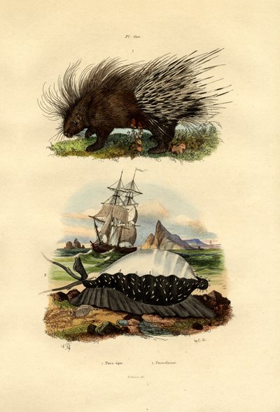 Piggsvin, 1833-39 av French School