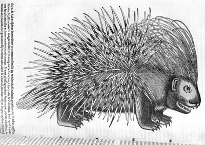 Porcupine, från 