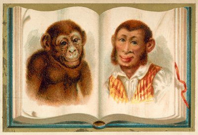 Porträtt av en apa och en man (chromolitho) av French School