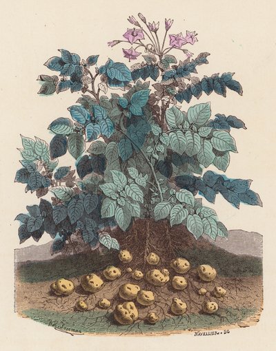 Potatisplanta (färgad gravyr) av French School