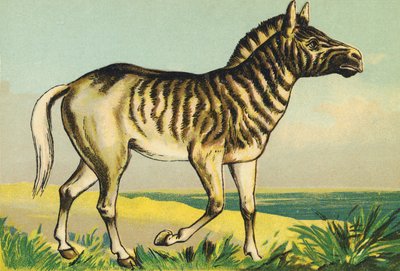 Q som Quagga (eller couagga, zebraunderart färgad 1883) av French School