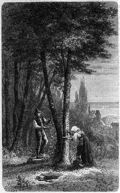 Omplacering av manna (manna) på rundbladiga frenes. Gravyr i "" le journal de la jeunesse"" av French School