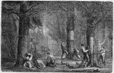 Rekolering av barken av liege ek (ek-liege). Gravyr i "" History of plants"" av Louis Figuier publicerad i "" Le Monde Illustré"" nr 399 av den 3 december 1864. av French School