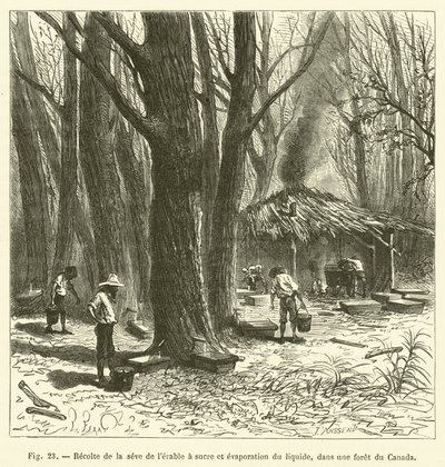 Skörd av sockerlönnsaft och avdunstning av vätskan, i en kanadensisk skog (gravyr) av French School