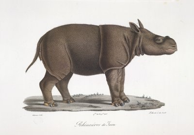 Javan Rhinoceros, från Natural History of Mammals (färg litho) av French School