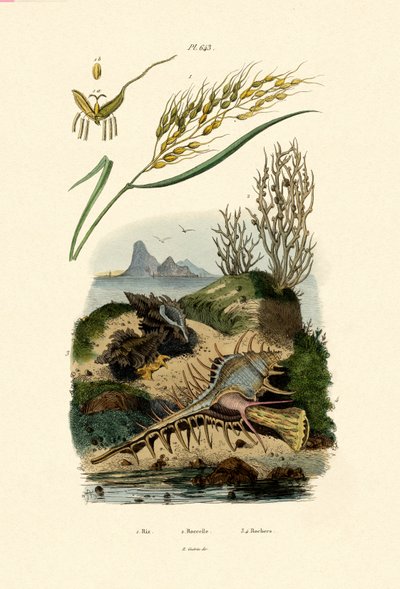 Rice, 1833-39 av French School