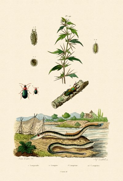 Rough Cockleburr, 1833-39 av French School