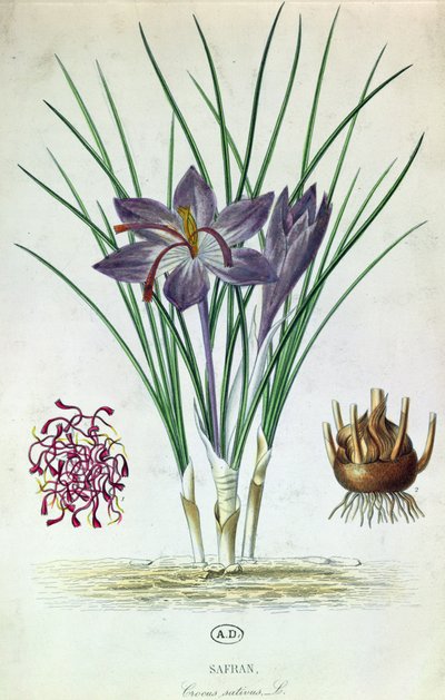 Saffran (Crocus Sativus) av French School