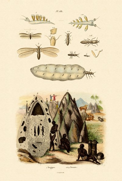 Sjösnigel, 1833-39 av French School