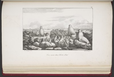Sälar på Saint Paul Island, från "Utsikter och landskap av jämnjämningsregionerna, samlade på en resa runt världen", av Louis Choris av French School