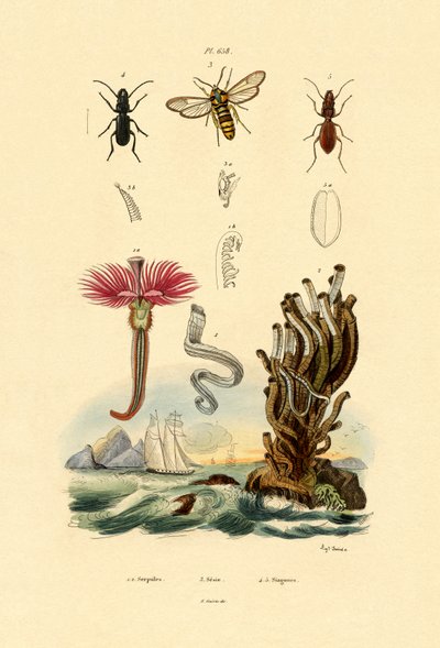 Serpulids, 1833-39 av French School