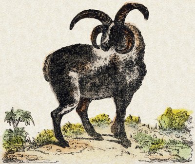 Får. Gravyr i "" Alphabet des animaux sauvages"". 9:e serien. Bildspråk av Epinal, Pellerin, tryckare-förlag, ca 1870. Gravyrer på trä, stencilerade. 16 sidor. Mått: 20 x 15 cm. Privat samling av French School