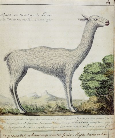 Får från Peru (lama eller alpacka) (wc på papper) av French School