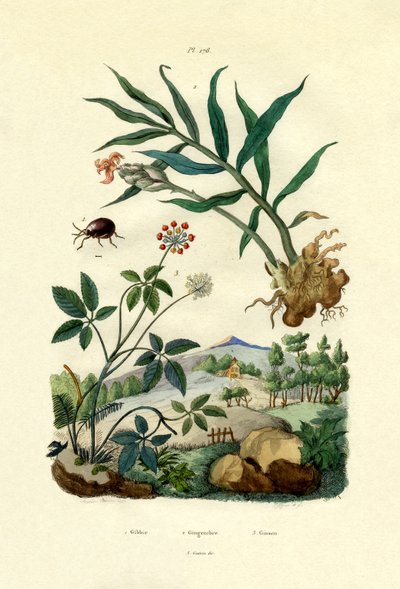 Glänsande spindelbagge, 1833-39 av French School